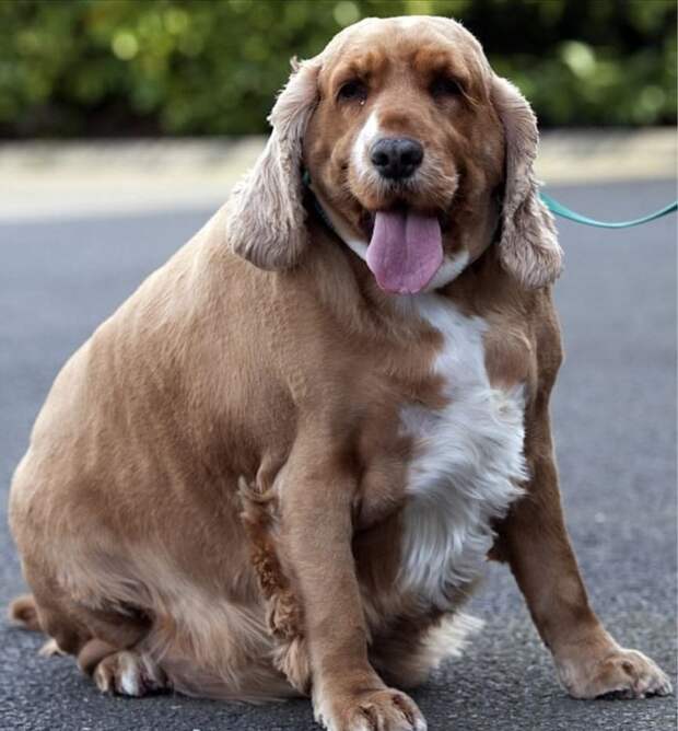 5. Милли, 33-килограммовый кокер-спаниель  животные, ожирение, собака