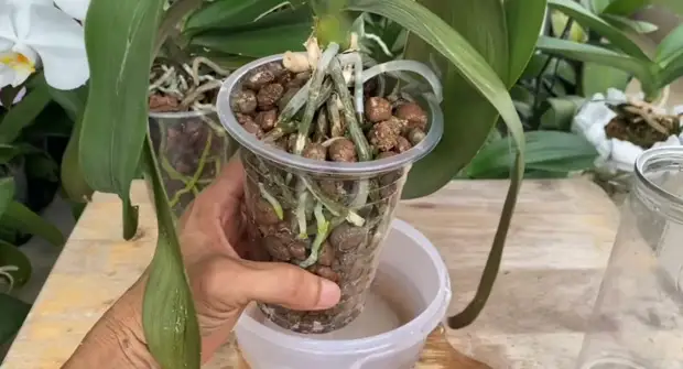 Как восстановить корни орхидеи без полива