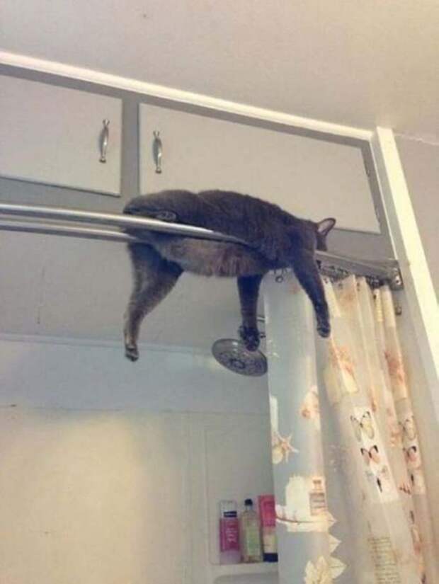 Коты попавшие в непростую жизненную ситуацию кот, подборка, фото