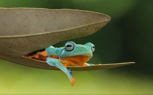 Царевна-лягушка: индонезиец снимает неожиданные грани обычных лягушек животные, красота, лягушка, природа, фотограф