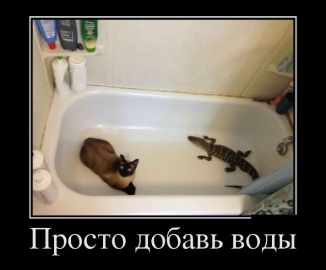 Демотиваторы (08.08.16)