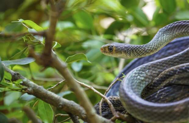 Змея в густой листве во Вьетнаме