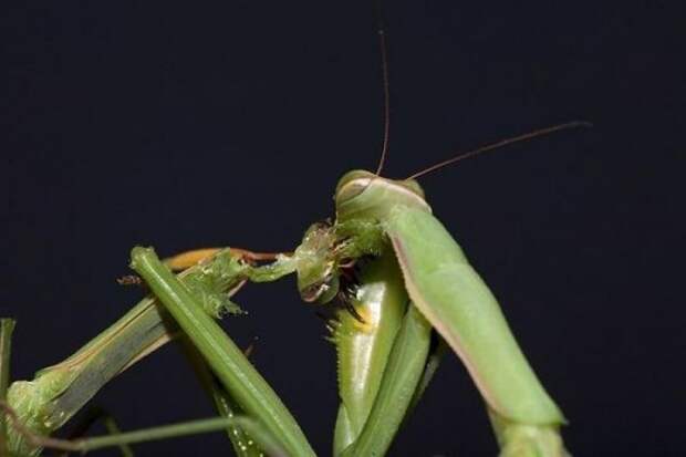 Sex_Animals-9