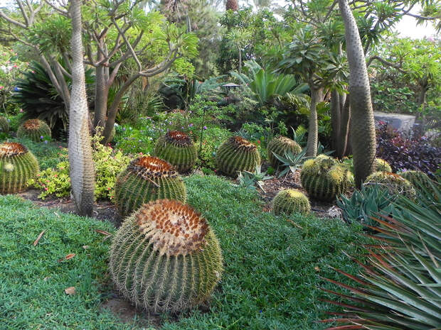Ботанический сад кибуца "Эйн Геди"