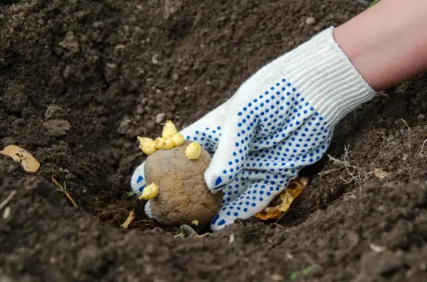Вильфанд: в России теперь можно сажать картошку в начале мая