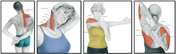 упражнения на растяжку мышц шеи и плеч