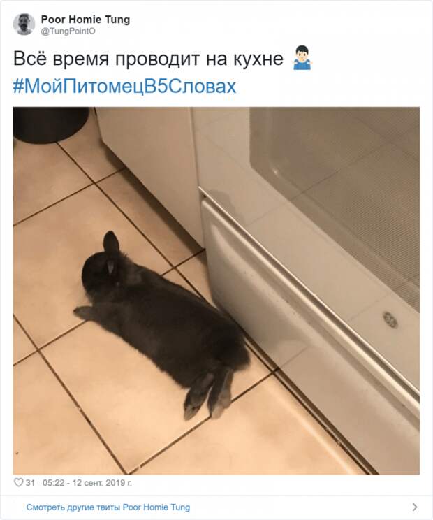 Флешмоб «Мой питомец в пяти словах» Флешмоб «Мой питомец в пяти словах»