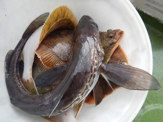 Морской улов колымского рыбака