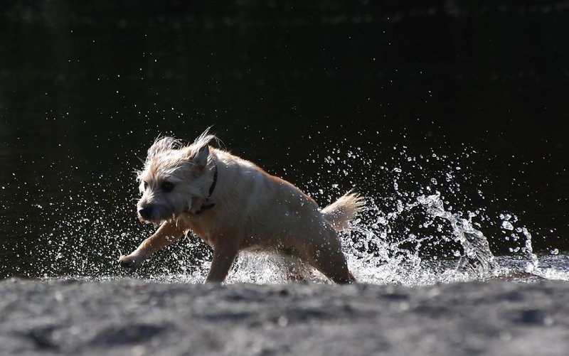 Большой "плюх" от маленькой собачки весело, вода, животные, забавно, мило, собаки, собачьи игры, фото