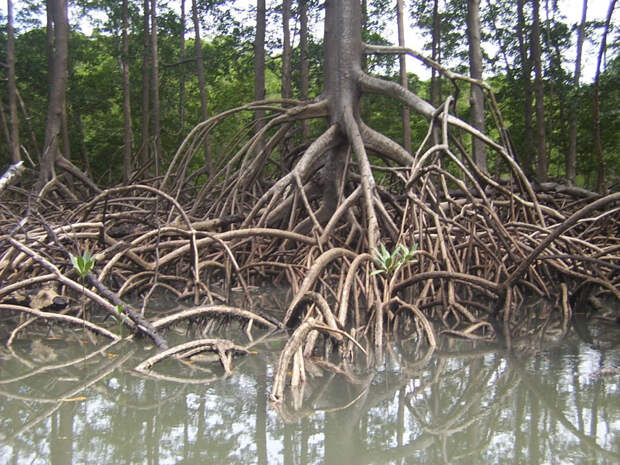Корни мангрового дерева