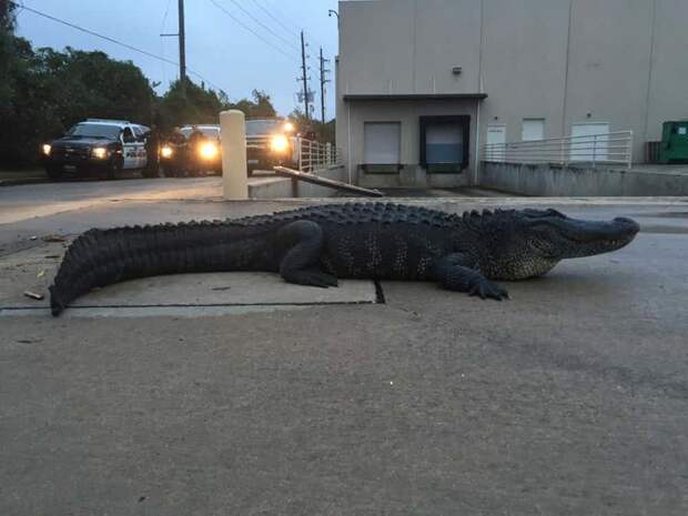 10. Аллигатор в Техасе город, животные, прогулка, улица