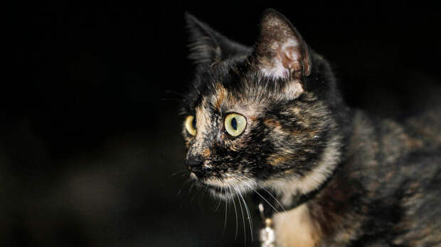 Ветеринар посоветовал не включать свет ночью для сохранения биоритмов кошки