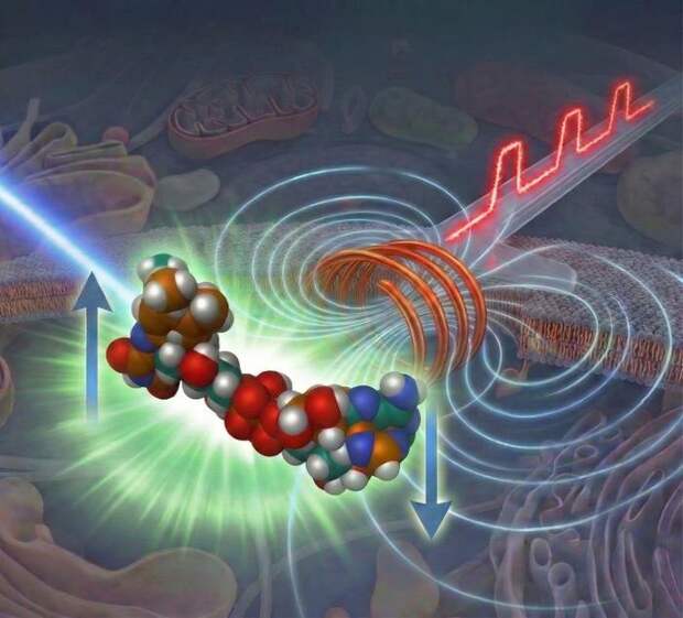 Токийские учёные создали микроскопию для выявления скрытой магнитной химии