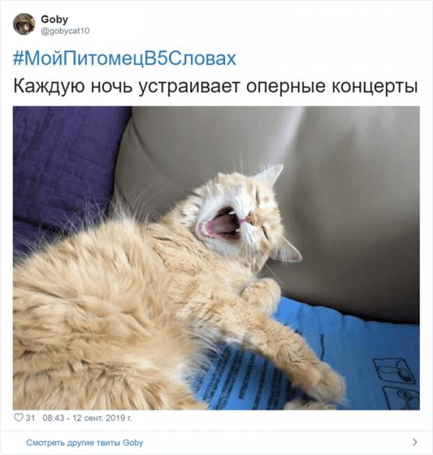 Флешмоб «Мой питомец в пяти словах» Флешмоб «Мой питомец в пяти словах»