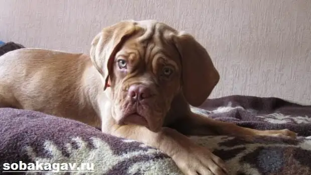 Бордосский дог собака. Описание, особенности, уход и цена бордосского дога