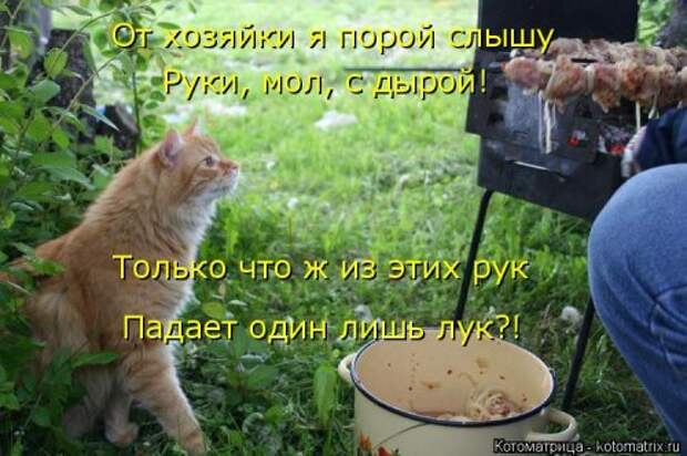 Котоматрица на Бугаге (33 фото)
