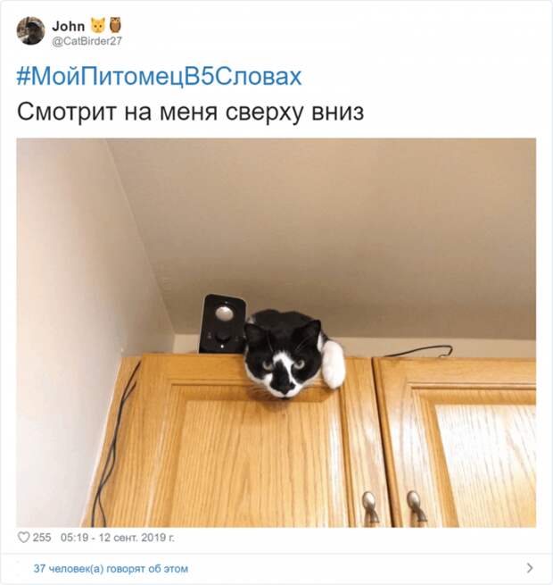 Флешмоб «Мой питомец в пяти словах» Флешмоб «Мой питомец в пяти словах»