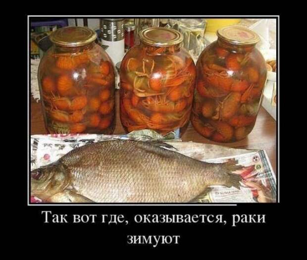 Демотиваторы (08.08.16)