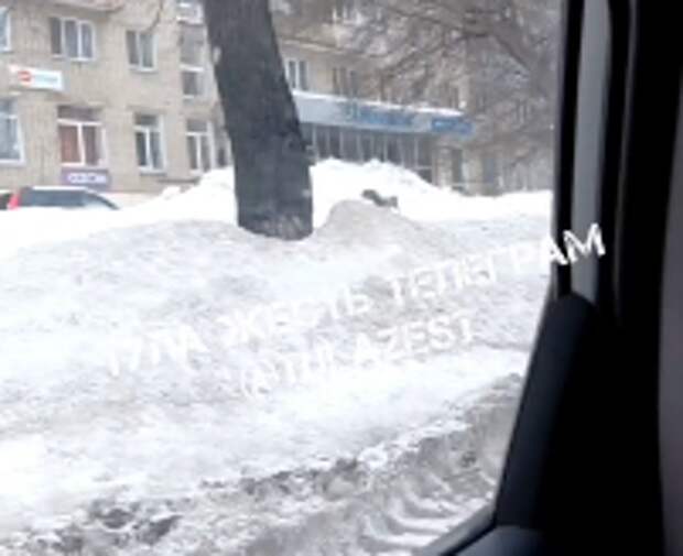 На улице Революции в Туле заметили очень активного лисёнка