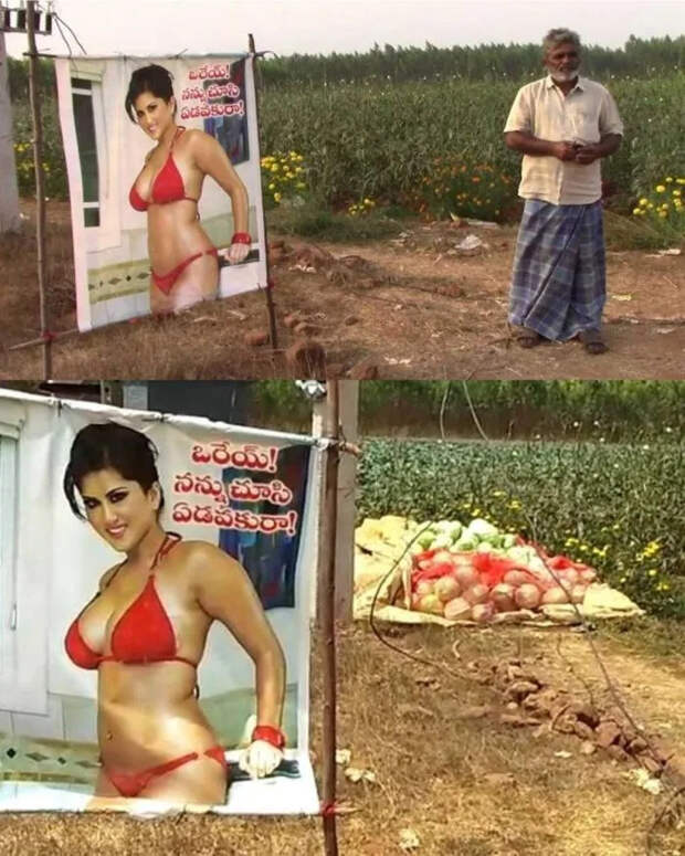 В одном из индийских сельских районов фермер нашёл необычный способ защитить свои посевы от воров