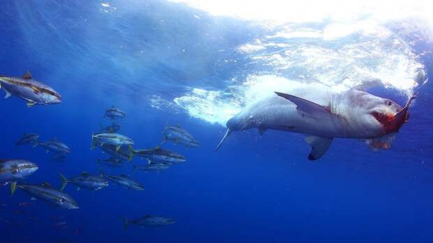 Акула чует каплю крови на расстоянии нескольких километров интересное, мифы, наука