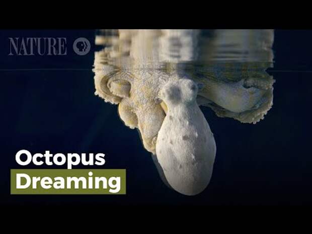 Как осьминог изменяет цвет во сне: завораживающее видео