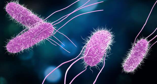 an illustration of Salmonella Bacteria