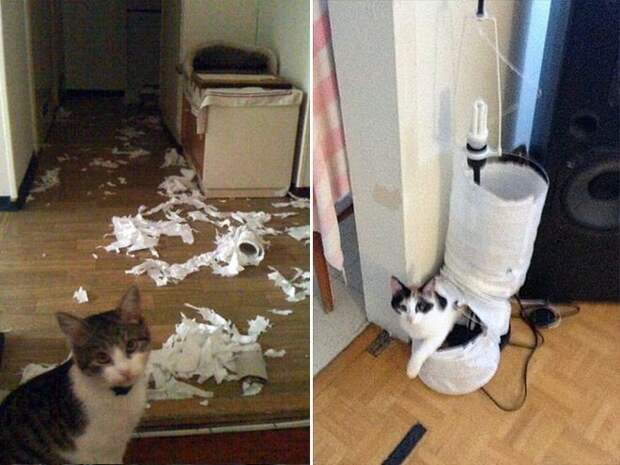 В каждом коте живет маленький дьявол животные, коты, юмор