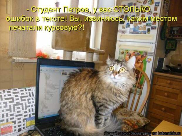 Лучшие котоматрицы недели (50 фото)