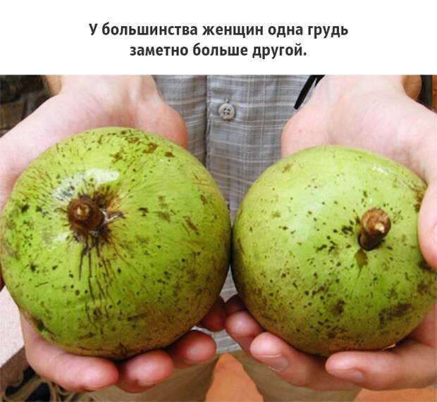 25 малоизвестных фактов о груди, которые должен знать каждый грудь, факты