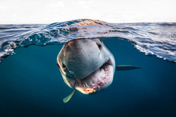 Харизматичный портрет большой белой акулы