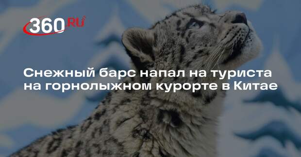 Снежный барс напал на туриста на горнолыжном курорте в Китае