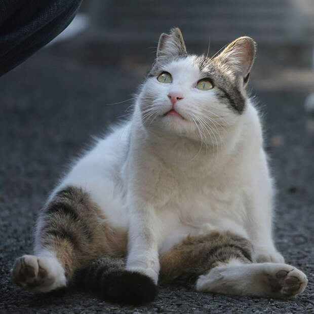 Японский фотограф снимает бездомных котов на улицах Токио