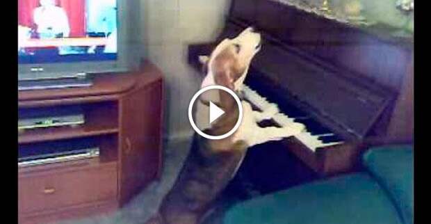 Тот случай, когда собака поёт и играет на пианино лучше, чем ты