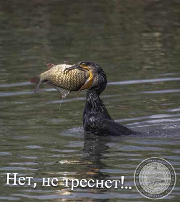 Нет, не треснет!