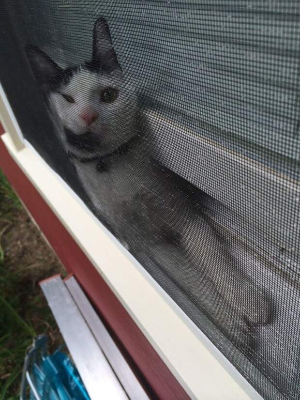 Коты попавшие в непростую жизненную ситуацию кот, подборка, фото