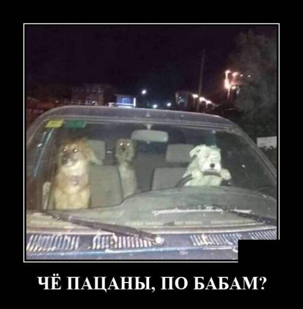 Демотиватор про собак
