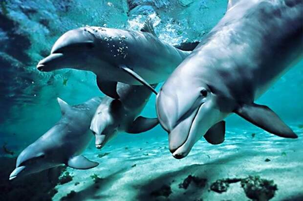 Дельфиновый фейк: Киев придумал, что в Крыму массово гибнут афалины