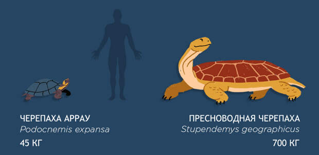 Размеры доисторической мегафауны по сравнению с современными животными. Мегафауна, доисторические животные, видео, длиннопост, палеонтология