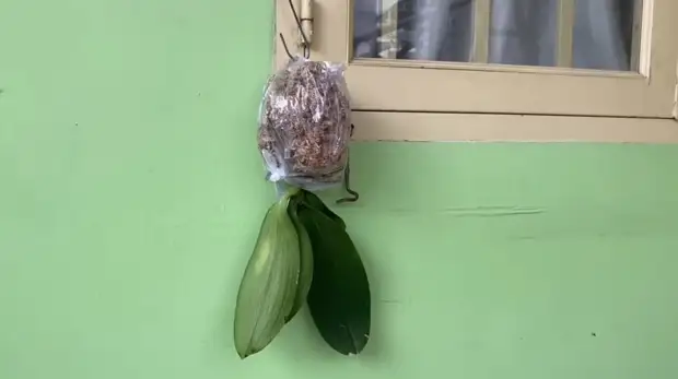 Как восстановить корни орхидеи без полива