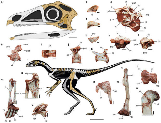 Рис. 2. Venetoraptor gassenae
