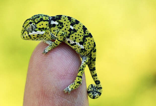 Newly Hatched Baby Flapneck Chameleon