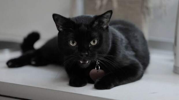 Чёрный кот на передовой: Мага, «офицер» спецназа