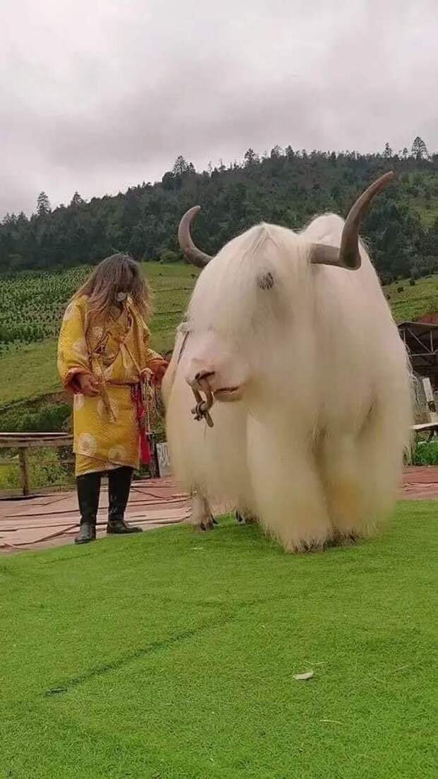 Человек и белый тибетский як