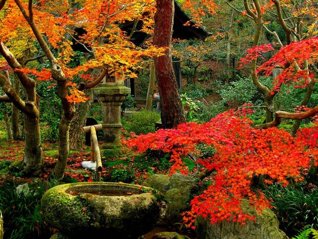 kyoto-garden (800x625, 731Kb)