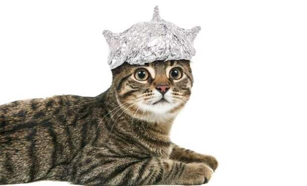 catmagnet-610x371