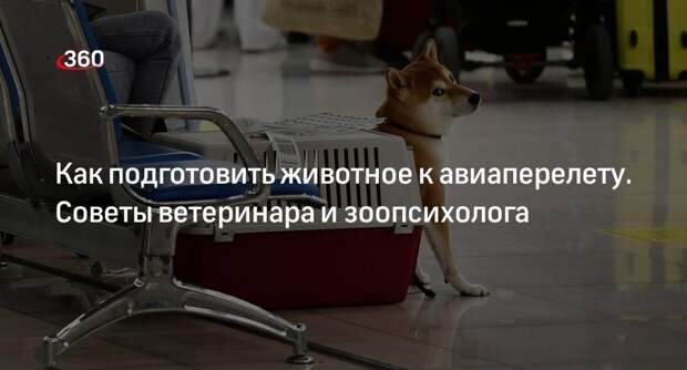 В аэропорту Пулково напомнили правила перевозки животных после ЧП с Малышом