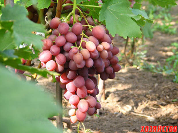 Виноград: 10 лучших сортов народной селекции