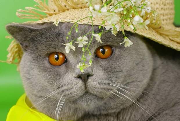 Про кота, который ну очень был хитрый