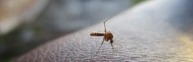 В Темиртау продолжают обработку против комаров